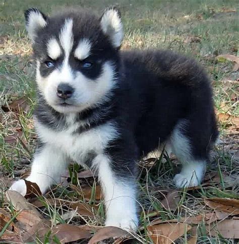 Born June 10th 2021. . Husky puppies for sale 100